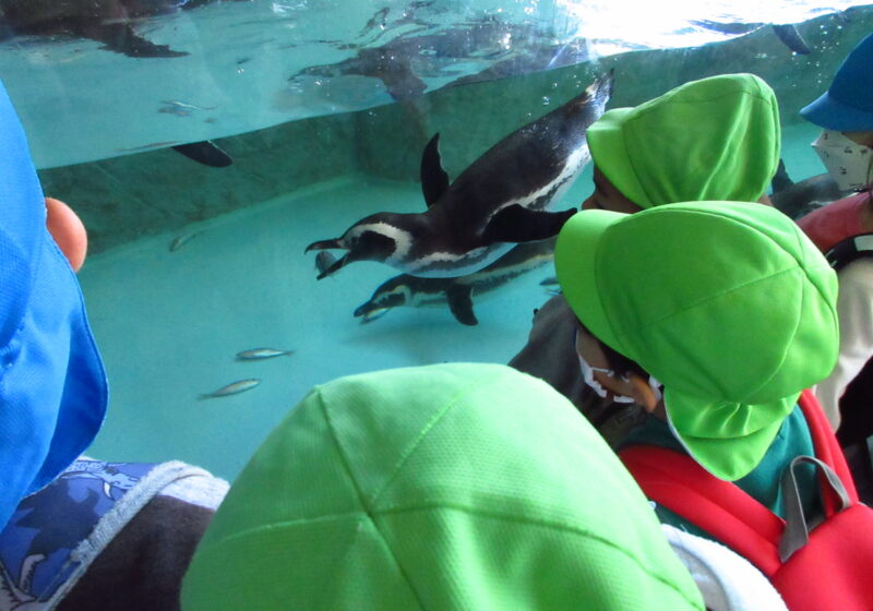 ペンギンさんがお魚食べてる…。