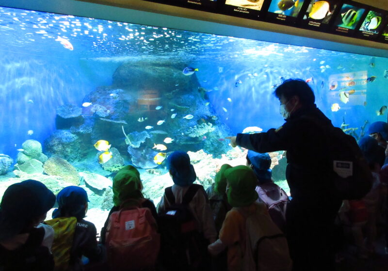 いろんな色のお魚さんがいるな～