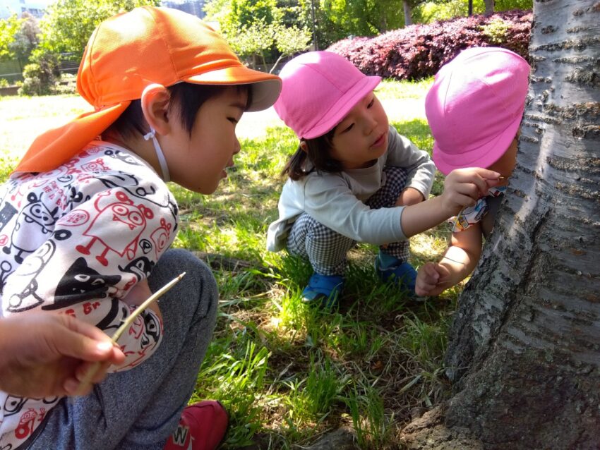 木に穴の中には・・・・・❓🐜🐛🐞