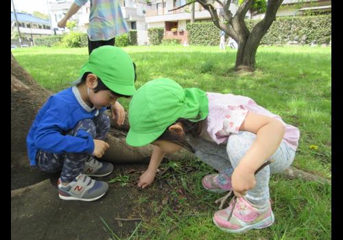 自然豊かな環境で子どもたちがのびのび遊び、何かの発見の毎日です。<br />
保育者も子どもたちの観察力や成長を感じながら充実した日々を送っています。