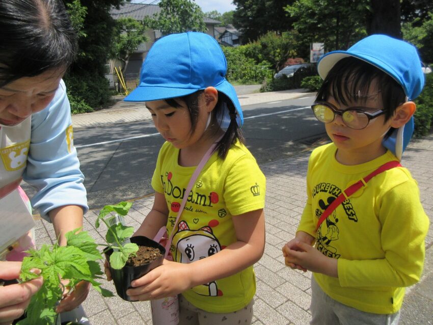 ゴーヤの苗も慎重に運んだよ！！<br />
どんなお野菜なんだろう。