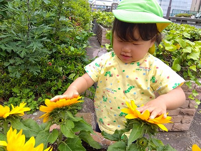 お散歩の途中で少し早い夏の訪れを見つけました！休憩をしながらヒマワリの観察をすることにしました。<br />
「わ～おはな！」と近くに顔を近づけてみたり指で突っついてみたり、、ヒマワリに興味津々なたんぽぽ組さんでした。<br />
市ヶ谷保育園では五感教育と保育を特徴としています。<br />
触れて感じた事が思わず表情や声に出る事で子どもたちの心を育て、生きている物に触れながら命を感じて欲しいと願っています。