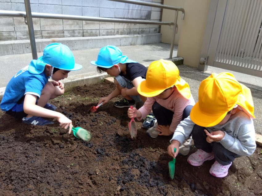 雑草抜きが終わると、肥料と土を混ぜ合わせています。<br />
土を掘ると幼虫が出てきて驚いている子や「見たい！」と興味津々な子どもたちでした！