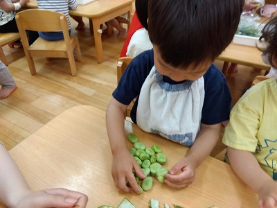 たくさん取って集めている子もいました。市ヶ谷保育園では本物に触れる中で食物の生命力が感じられるようにしています。