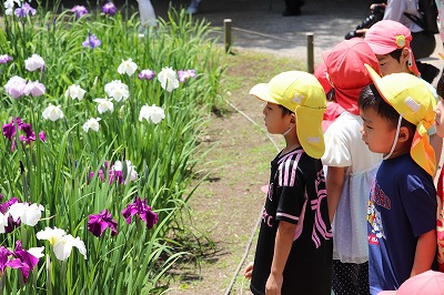 いろんな発見をしながらついに菖蒲が咲いている場所に辿り着きました。