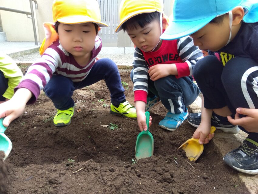 4月上旬、まずは畑作りからスタート！クラスみんなで協力して土を耕して、種芋を植えました！