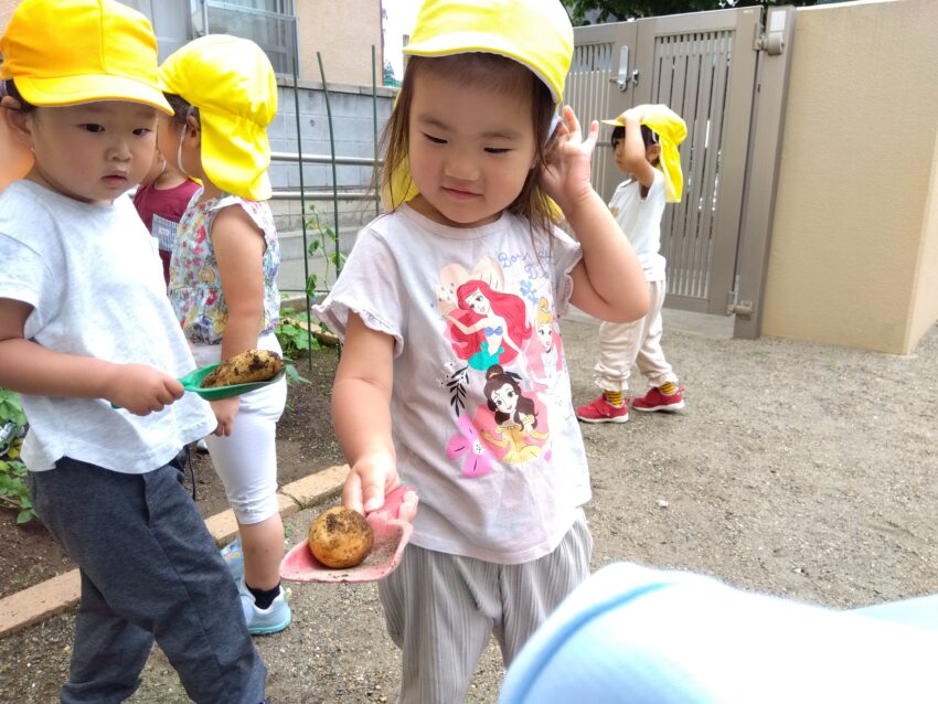 6月下旬、いよいよ収穫です。土を掘り起こしてじゃがいもが出てくる度に「とれた〜！」と大喜びで見せてくれます！<br />
大小様々なじゃがいもが収穫できて、とても楽しんでいました♪