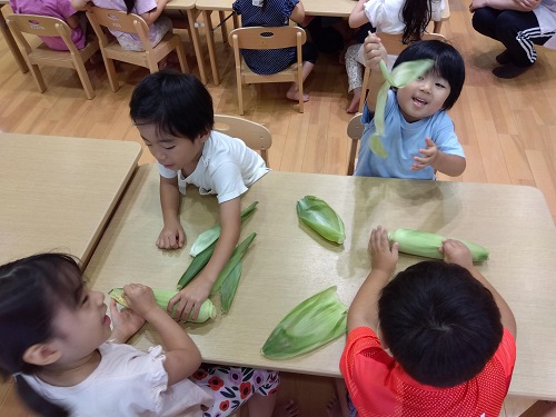 何枚もの皮をむきながら「なかなかみえないね～」と言ってとうもろこしの根元をもつ子、皮をむく子、とお友達と協力しながら順番ずつとうもろこしの皮むきに挑戦しました🌽