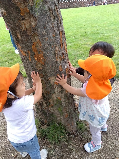 10月に入って外の風が心地よく、少しずつ秋の訪れを感じられる季節となってきましたね🍁<br />
子どもたちは晴れた日は積極的に外へ出て遊びを楽しんでいます😆木に触れて、お友達と目を合わせてにこにこ💕