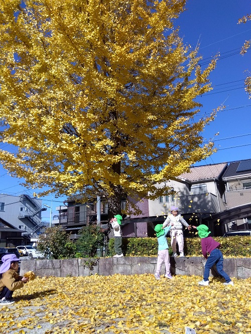 イチョウの木が満開で、葉をかき集めて高いところから散りばめたり花束をつくったりと、黄色く色づいた葉っぱを手にとって感触を楽しむ姿も見られました♬